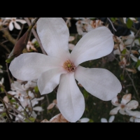 Magnolia Kobus (fam Magnoliacees) (Japon) (04)